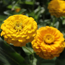 Gelb Rot Zinnie Blumensamen zur Aussaat – Schnitt Blume beliebt – Traditionssorte & ohne Gentechnik Samen Hausgarten