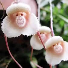 Orchidee Blumensamen zur Aussaat – Schnitt Blume beliebt – Traditionssorte & ohne Gentechnik Samen Hausgarten