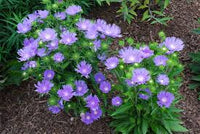 Stoke's Aster Blumensamen zur Aussaat – Garten beliebt – Traditionssorte & ohne Gentechnik Samen Hausgarten