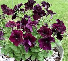 Braun Petunie Blumensamen zur Aussaat Traditionssorte ohne Gentechnik Samen Anzucht Garten Blüten kompakt Wuchs