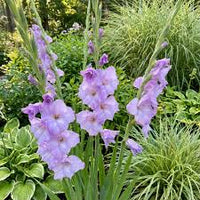 hell Violett Gladiole Blumensamen zur Aussaat leuchtend Blüten Traditionssorte & ohne Gentechnik Samen Hausgarten