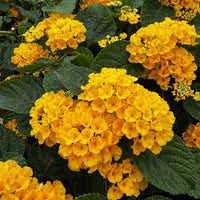 tief Gelb Wandelröschen Blume Samen zur Aussaat farbenfroh Schau Traditionssorte & ohne Gentechnik Samen Hausgarten