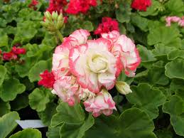 Rosa Geranie Apple Blossom Blumensamen zur Aussaat – Halbschatten verträglich – Traditionssorte & ohne Gentechnik Samen Hausgarten