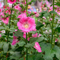klein Rosa Stockrose Blumensamen zur Aussaat – robust Sorte – Traditionssorte & ohne Gentechnik Samen Hausgarten