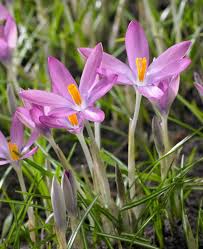 Rosa Crocus Blumensamen zur Aussaat – leuchtend Blüten – Traditionssorte & ohne Gentechnik Samen Hausgarten
