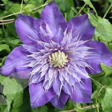Himmelblau Waldrebe Hybridas Blumensamen zur Aussaat – Garten beliebt – Traditionssorte & ohne Gentechnik Samen Hausgarten