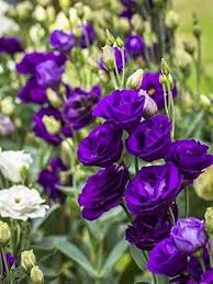 Violett Lisianthus Blumensamen zur Aussaat – sonnenliebend – Traditionssorte & ohne Gentechnik Samen Hausgarten