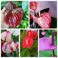 mehrfarbige Flamingoblume Blumensamen zur Aussaat – Schnitt Blume beliebt – Traditionssorte & ohne Gentechnik Samen Hausgarten