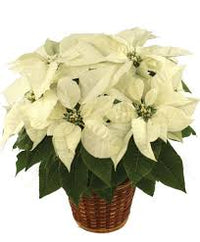 Weiß Weihnachtsstern Samen zur Aussaat lang Blüte Saison Traditionssorte & ohne Gentechnik Samen Hausgarten