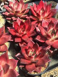 Echeveria Agavoides Romeo Blumensamen zur Aussaat – kompakt Wuchs – Traditionssorte & ohne Gentechnik Samen Hausgarten