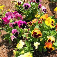 Stiefmütterchen Blume Blumensamen zur Aussaat – Wildblume Mischung – Traditionssorte & ohne Gentechnik Samen Hausgarten