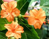 Orange Mirabilis Blumensamen zur Aussaat Attractive Blumen Traditionssorte & ohne Gentechnik Samen Hausgarten