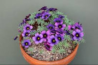 Blau Sauerklee Laciniata Blumensamen zur Aussaat Anzucht Traditionssorte & ohne Gentechnik Samen Hausgarten