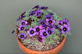 Blau Sauerklee Laciniata Blumensamen zur Aussaat Anzucht Traditionssorte & ohne Gentechnik Samen Hausgarten