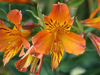 Alstroemeria Samen Inkalilie fuer Garten