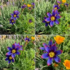 Blau Rot Sparaxis Blumensamen zur Aussaat – hochwertige Qualitäts- – Traditionssorte & ohne Gentechnik Samen Hausgarten