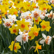Weiß Gelb gefüllt Narzisse Blumensamen zur Aussaat hochwertige Qualitäts- Traditionssorte & ohne Gentechnik Samen Hausgarten