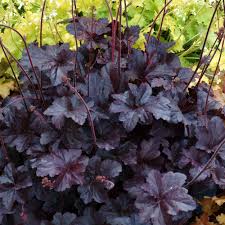 Schwarz Obsidian Blumensamen zur Aussaat – Landhaus Garten wichtig – Traditionssorte & ohne Gentechnik Samen Hausgarten