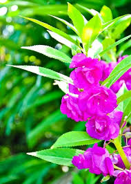 Violett Springkraut Kamelie Blumensamen zur Aussaat Drought verträglich Traditionssorte & ohne Gentechnik Samen Hausgarten