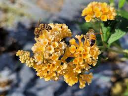Sommerflieder Weyeriana Blumensamen zur Aussaat – hochwertige Qualitäts- – Traditionssorte & ohne Gentechnik Samen Hausgarten