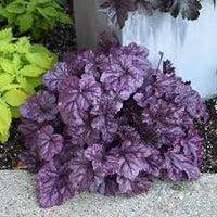 tief Lila Heuchera zur Aussaat farbenfroh Schau Traditionssorte & ohne Gentechnik Samen Hausgarten