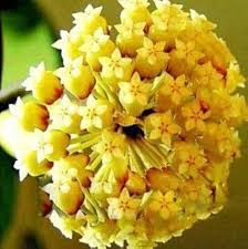 Gelb Carnosa Blumensamen zur Aussaat sonnenliebend Traditionssorte & ohne Gentechnik Samen Hausgarten
