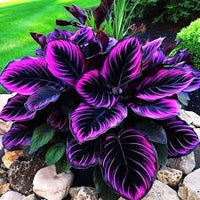 Lila Calathea Warscewiczii Blumensamen PlantingHeirloom & ohne Gentechnik Samen leuchtend