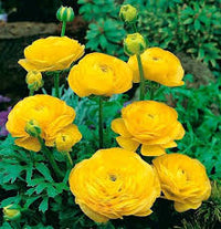 Gelb Ranunculus Blumensamen Garten Landhaus Garten wichtig Traditionssorte & ohne Gentechnik Samen Hausgarten