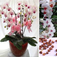 Weiß Rot Schmetterlingsorchidee Orchidee Blumensamen zur Aussaat – duftend Blüten – Traditionssorte & ohne Gentechnik Samen Hausgarten