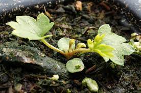 Blutwurzel Blutwurz Blumensamen zur Aussaat Blume Beet