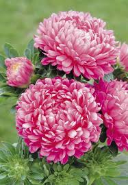 Rosa Aster Callistephus Blumensamen zur Aussaat pflegeleicht Traditionssorte & ohne Gentechnik Samen Hausgarten