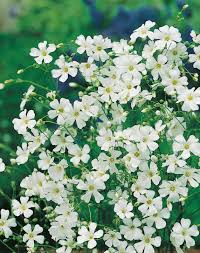 Semillas de Gypsophila, velo de novia