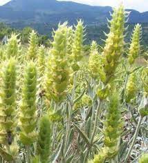 Sideritis Scardica Samen For Aussaat