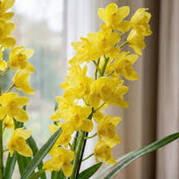 Gelb Orchidee Formaldehyde Blumensamen zur Aussaat – pflegeleicht – Traditionssorte & ohne Gentechnik Samen Hausgarten