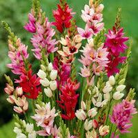 Ixia Blumensamen zur Aussaat – Bestäuber freundlich – Traditionssorte & ohne Gentechnik Samen Hausgarten