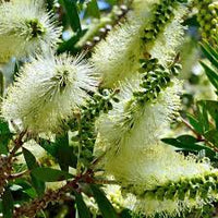 Weiß Callistemon Blumensamen zur Aussaat Drought verträglich Traditionssorte & ohne Gentechnik Samen Hausgarten