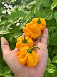 Mixed Habanero Samen zum Pflanzen  Perfect for Your Garden