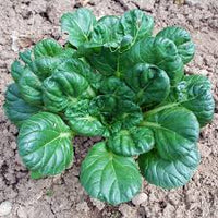 Green Tsoi Sim Gemüsesamen für einfache Aussaat