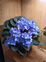 Himmelblau Saintpaulia Blumensamen zur Aussaat – Anzucht – Traditionssorte & ohne Gentechnik Samen Hausgarten