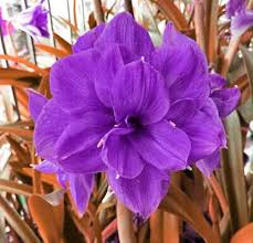 Violett Ritterstern Blumensamen zur Aussaat Halbschatten verträglich Traditionssorte & ohne Gentechnik Samen Hausgarten