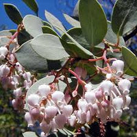 Whiteleaf Manzanita Blumensamen zur Aussaat – pflegeleicht – Traditionssorte & ohne Gentechnik Samen Hausgarten