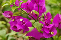 Drillingsblume Blumensamen zur Aussaat dunkel Violett – prächtige Garten-Kletterpflanze