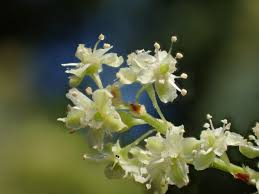 Grün Tuber Fleece Blumensamen zur Aussaat – Wildblume Mischung – Traditionssorte & ohne Gentechnik Samen Hausgarten