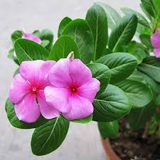 Catharanthus Blumensamen zur Aussaat Garten beliebt Traditionssorte & ohne Gentechnik Samen Hausgarten