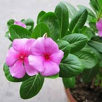 Catharanthus Blumensamen zur Aussaat Garten beliebt Traditionssorte & ohne Gentechnik Samen Hausgarten