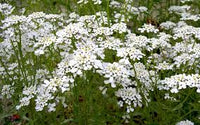 Schleifenblume Samen Iberis