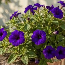 Blau Petunie Wave Blumensamen zur Aussaat – ideal Rabatten – Traditionssorte & ohne Gentechnik Samen Hausgarten