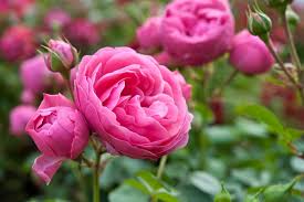 Thick Rosa Rose Blumensamen zur Aussaat Anzucht Traditionssorte & ohne Gentechnik Samen Hausgarten