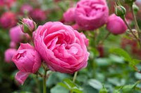 Thick Rosa Rose Blumensamen zur Aussaat Anzucht Traditionssorte & ohne Gentechnik Samen Hausgarten