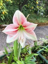 Rosa Hippeastrum Blumensamen zur Aussaat kompakt Wuchs Traditionssorte & ohne Gentechnik Samen Hausgarten